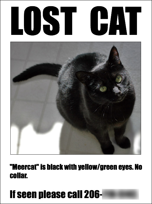 lostcat.jpg