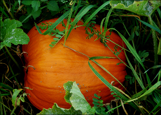 100906_pumpkin.jpg